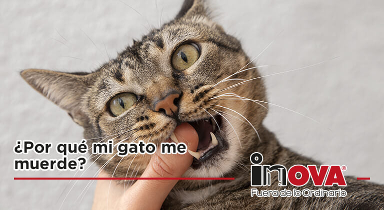 ¿Por qué mi gato me muerde?-Inova News