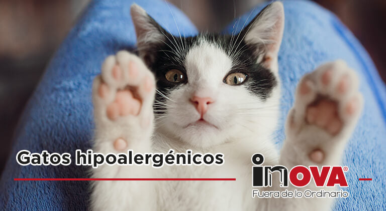 Gatos hipoalergénicos-Inova News