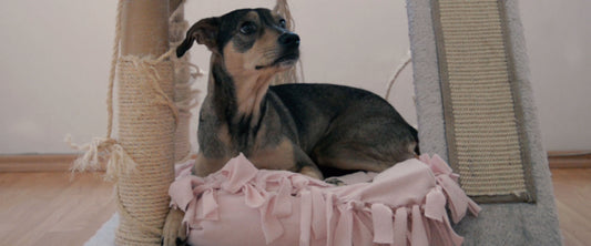 Perrito descansando sobre una cama para perrito hecha con almohada soñare.