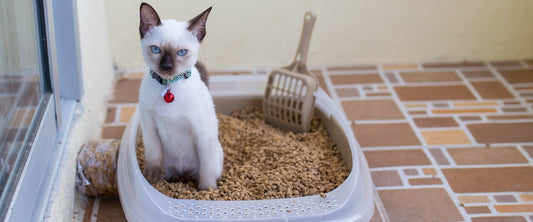 arenas biodegradables para gatos