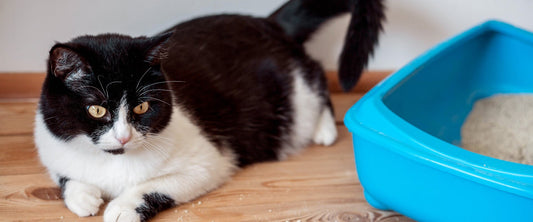 Arena para gatos: descubre cuál es la mejor de todas