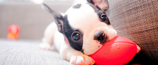 Cachorro jugando con su juguete sobre el sillón.