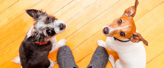 Perritos viendo a su dueño.