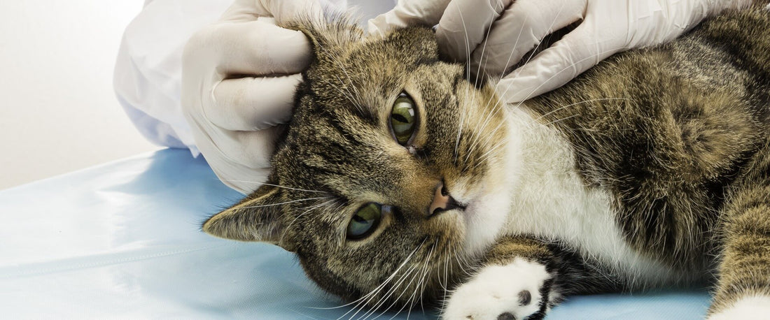 ¿Por qué Skoon® te ayuda a prevenir los parásitos?