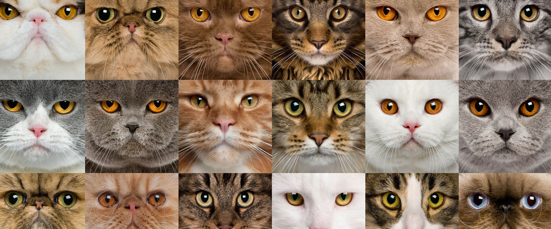 razas gatos populares