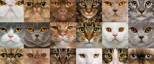 razas gatos populares