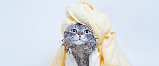 Gato saliendo de un baño