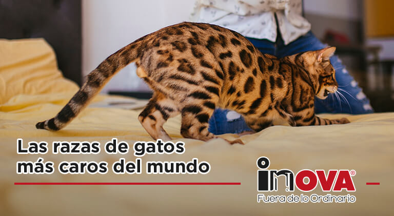 Las razas de gatos más caros del mundo-Inova News