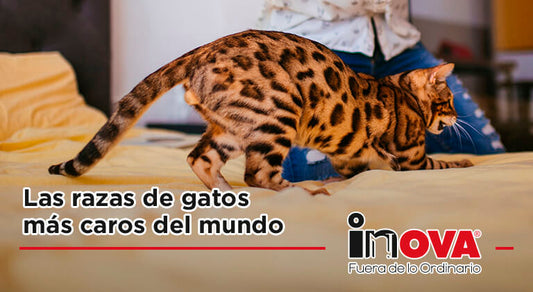 Las razas de gatos más caros del mundo-Inova News