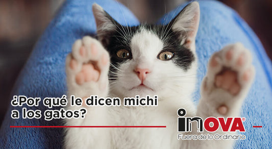 ¿Por qué le dicen michi a los gatos?