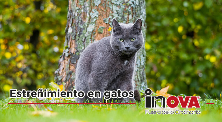 Estreñimiento en gatos-Inova News