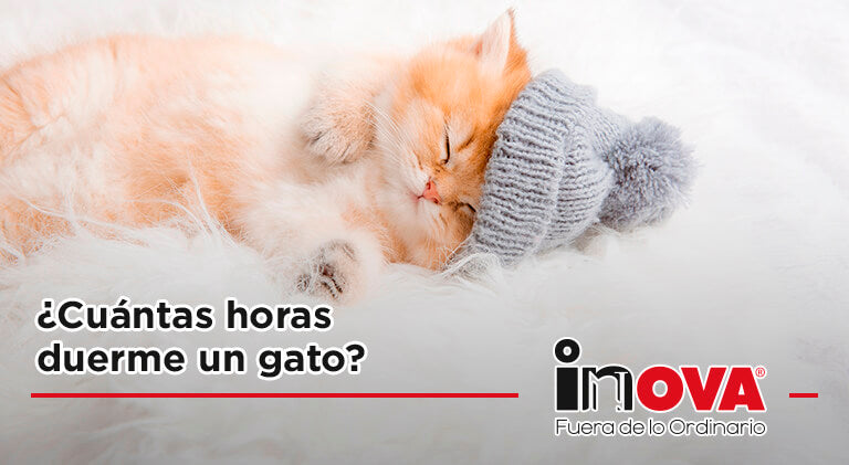 ¿Cuántas horas duerme un gato?