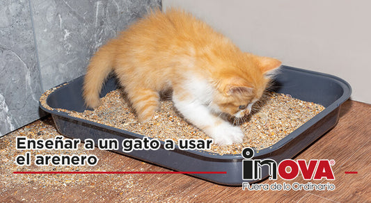 ¿Cómo enseñar a un gato a usar el arenero?
