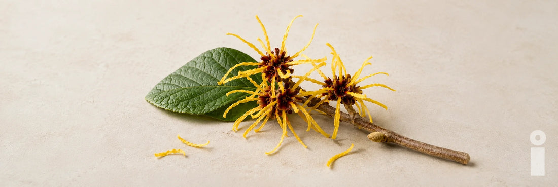 Todo lo que debes saber sobre el hamamelis