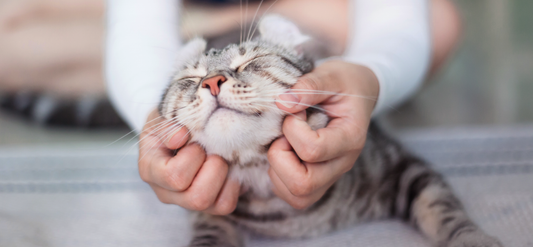cómo acariciar a un gato