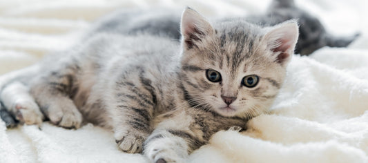 arenas para gatos ultra absorbentes Skoon