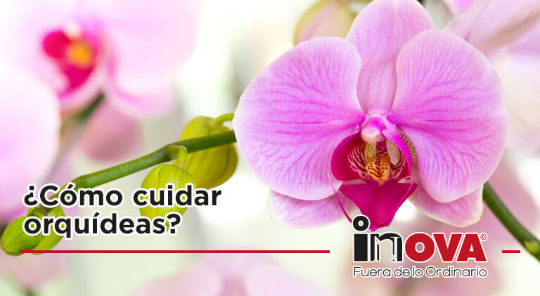 Cómo cuidar orquídeas