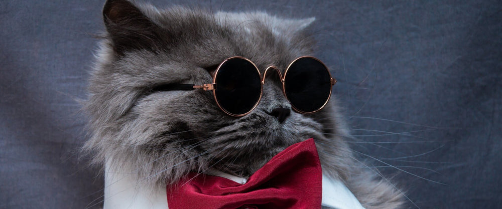 12 datos curiosos que no sabías de los gatos-Inova News