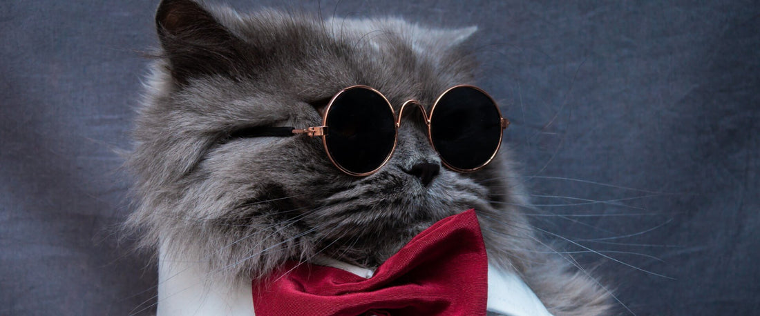 12 datos curiosos que no sabías de los gatos-Inova News