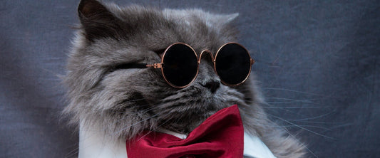 12 datos curiosos que no sabías de los gatos