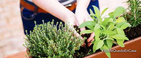 Ideas para hacer un huerto en casa por cuarentena