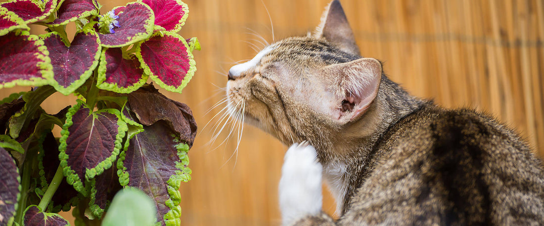 parásitos en los gatos