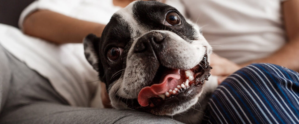 Cosas que debes tener cuando llega un perrito a casa-Hogar
