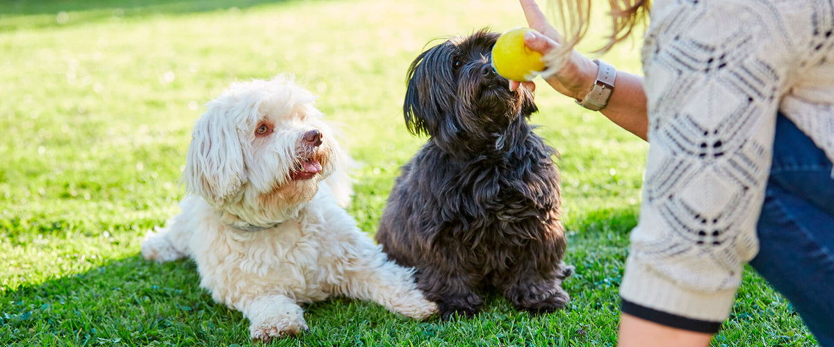 Dos perritos volteando a ver la pelota que trae su dueña en la mano.