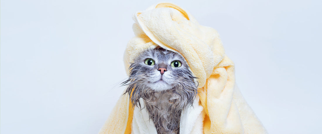 Gato saliendo de un baño