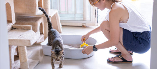 Mujer limpia caja de arena