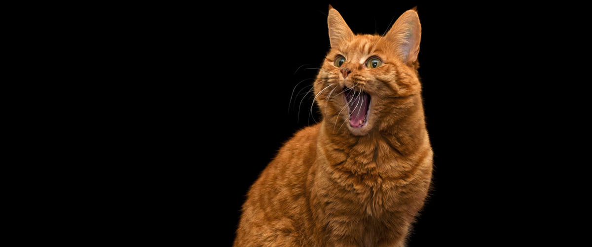Gato sorprendido
