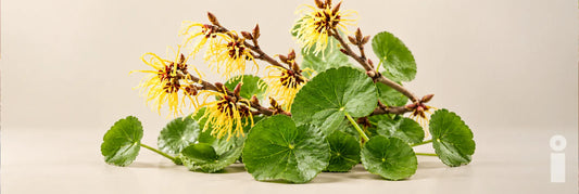 Hamamelis y Centella Asiática: ¿Para Qué Sirven en el Cuidado de las Piernas?