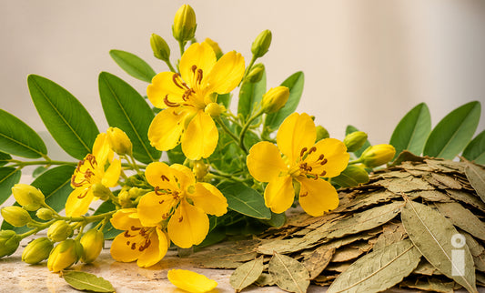 Qué es la Cassia Angustifolia (Sen): Usos y Beneficios