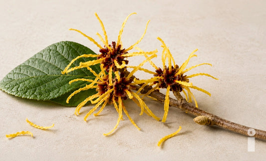 Todo lo que debes saber sobre el hamamelis