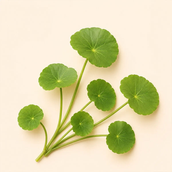 Centella Asiática