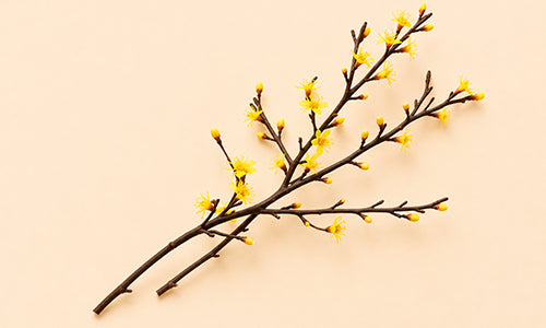 Sauce Blanco (Salix alba)