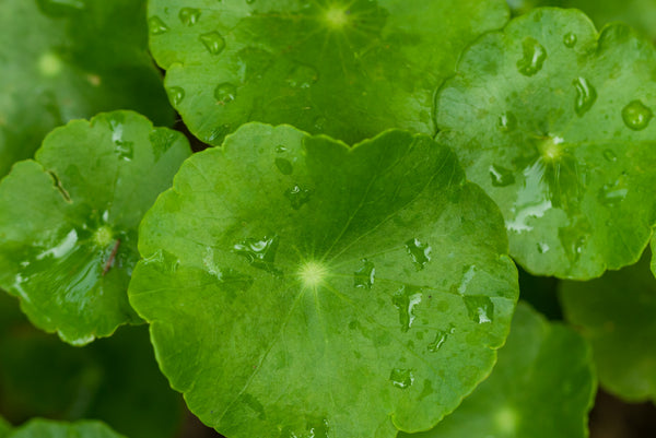Centella Asiática