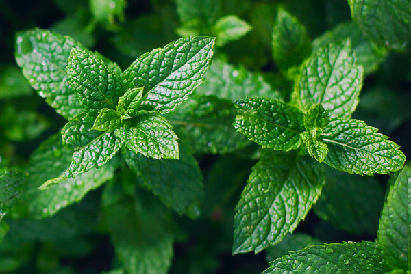 Menta