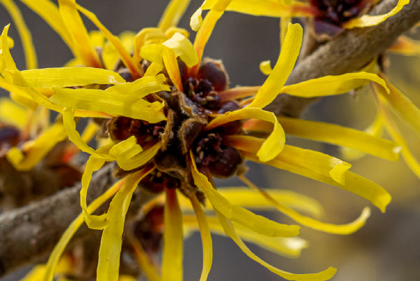 Hamamelis