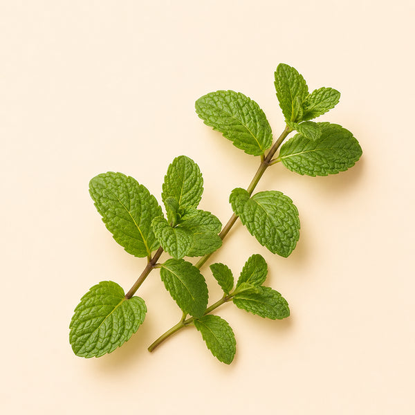Menta - Booster