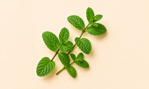 Sauce Blanco (Salix alba)