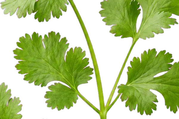 Cilantro