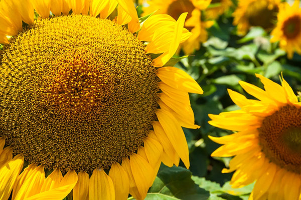 Girasol