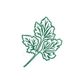 Cilantro
