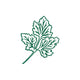 Cilantro