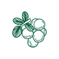Gaultheria procumbens