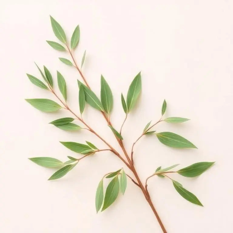 Sauce Blanco (Salix alba)