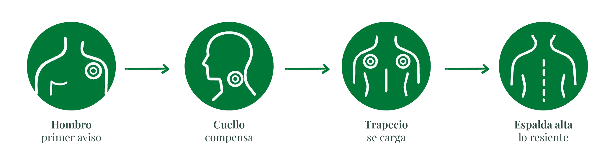 Infografía: Hombro → Cuello → Trapecio → Espalda alta