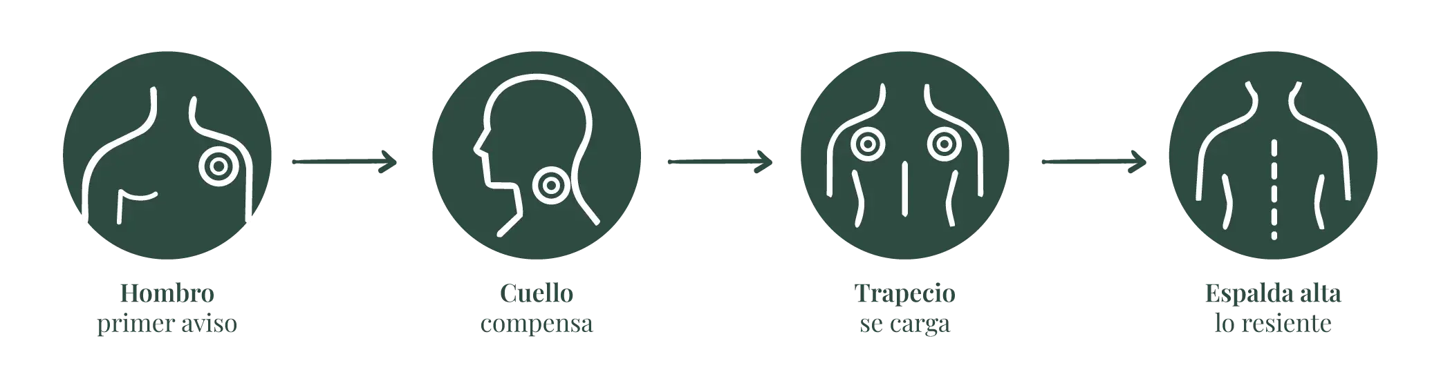 Infografía: Hombro → Cuello → Trapecio → Espalda alta