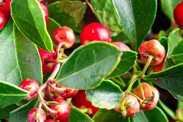 Gaulteria (Wintergreen)